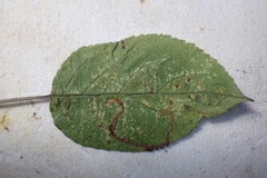 Lyonetia clerkella