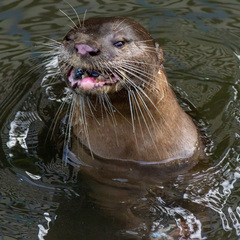 Lutrogale perspicillata