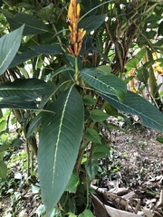 Sanchezia parvibracteata