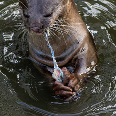 Lutrogale perspicillata