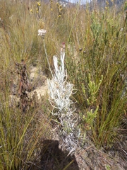 Syncarpha gnaphaloides