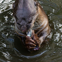 Lutrogale perspicillata