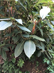 Sanchezia parvibracteata