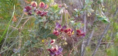 Aspalathus perfoliata