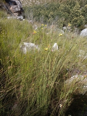 Bobartia macrospatha