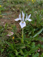 Moraea ciliata