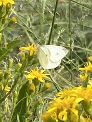 Pieris rapae