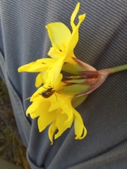 Bobartia macrospatha