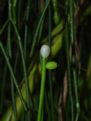Rhipsalis baccifera
