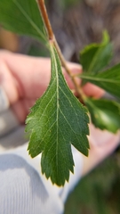 Crataegus spathulata