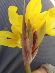 Bobartia macrospatha