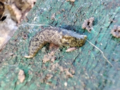Limacus