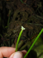 Rhipsalis baccifera