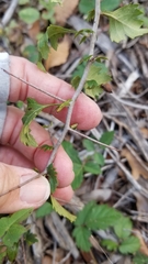 Crataegus spathulata