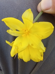 Bobartia macrospatha