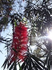 Melaleuca