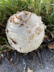 Chlorophyllum