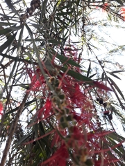 Melaleuca