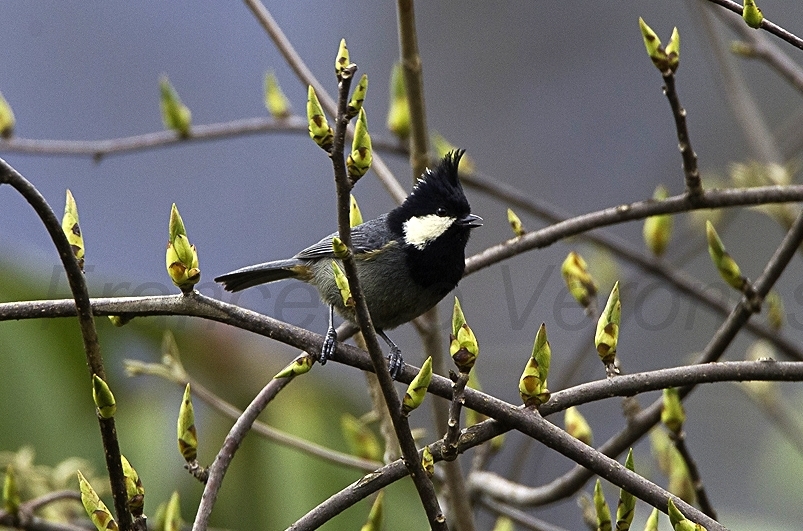 Rufous-Vented Tit