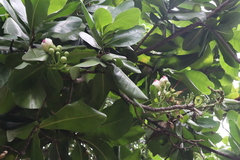 Barringtonia asiatica