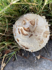 Chlorophyllum