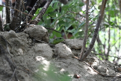 Lacerta agilis