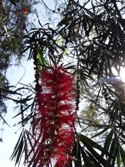 Melaleuca