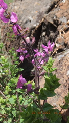 Syncolostemon transvaalensis