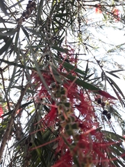 Melaleuca