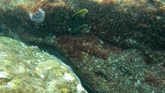 Ophioblennius atlanticus