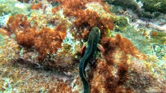 Ophioblennius atlanticus