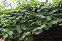 Vitis amurensis