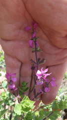 Syncolostemon transvaalensis
