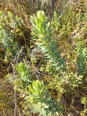 Osmitopsis asteriscoides