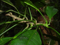 Dendropanax