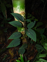 Peperomia sympodialis