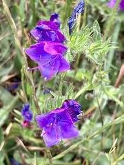 Echium