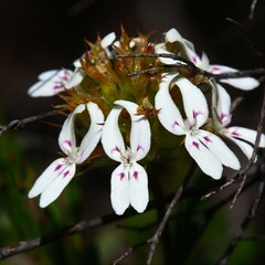 Stylidium crossocephalum
