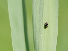 Coccinula quatuordecimpustulata