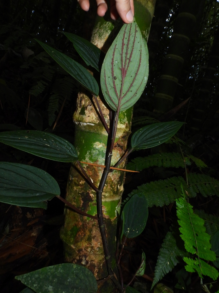 Peperomia sympodialis