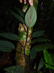 Peperomia sympodialis