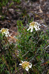Stylidium crossocephalum