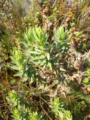 Osmitopsis asteriscoides