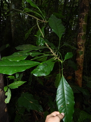 Dendropanax