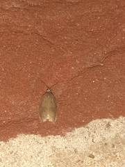 Acleris sparsana