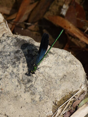 Matrona basilaris