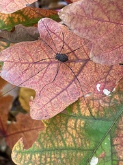 Sclerosomatidae