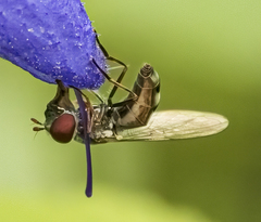 Platycheirus obscurus