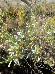 Erica perspicua