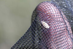Horistus orientalis